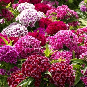 sweet william tall double dianthus seeds
