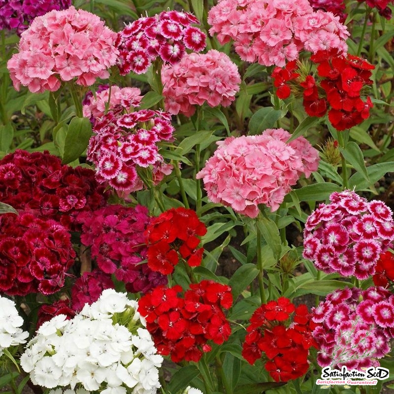 sweet william tall single dianthus seeds