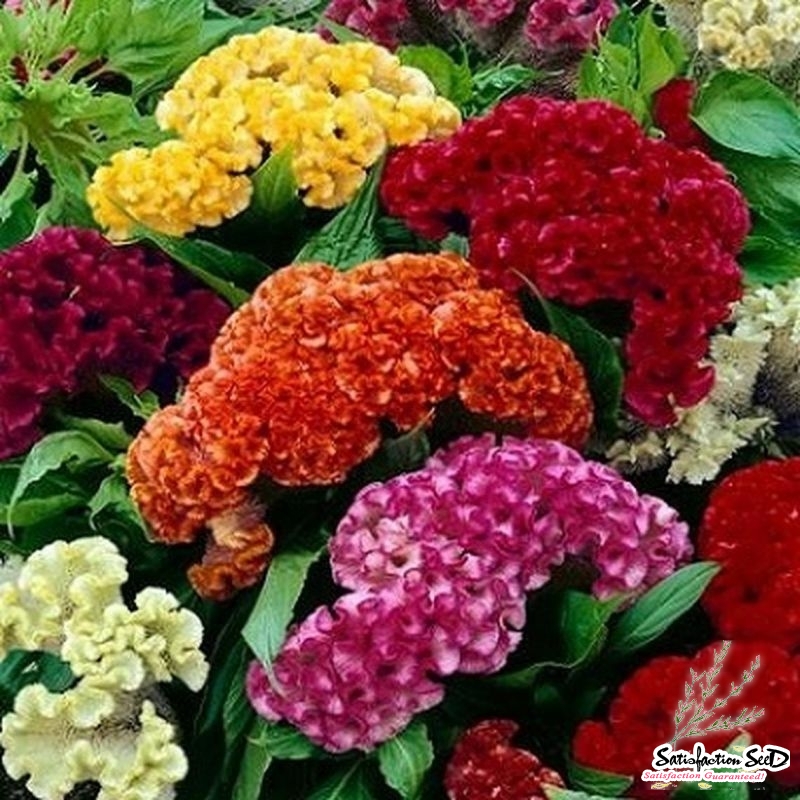 tall mix celosia cristata seeds