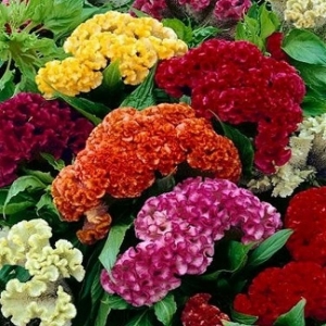 tall mix celosia cristata seeds