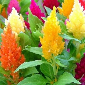 tall mix celosia plume seeds