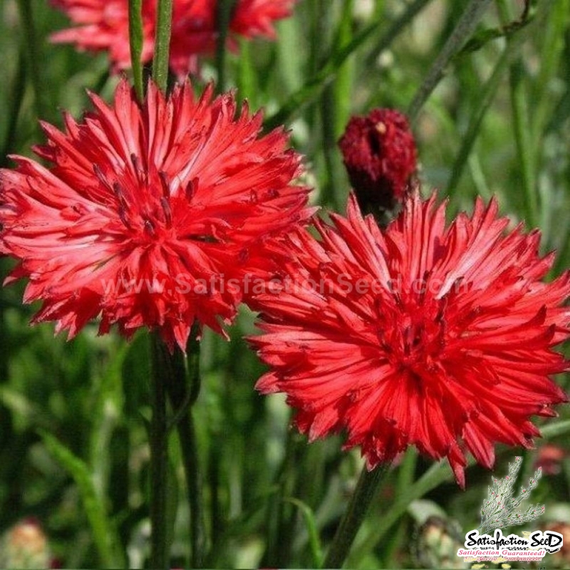 tall red bachelor ??s button seeds