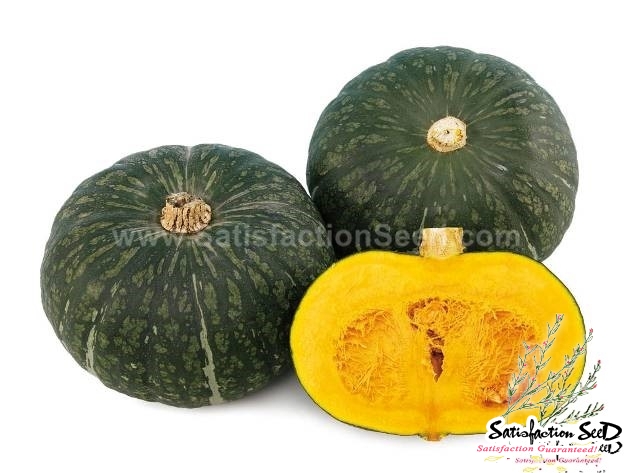 taste master f1 squash seeds