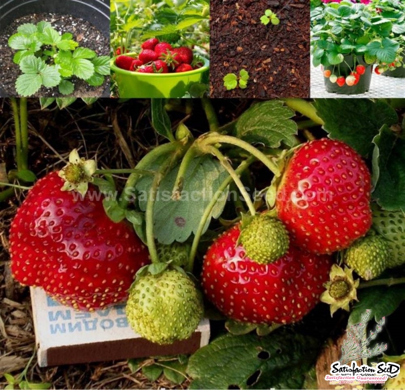 temptation f1 strawberry seeds