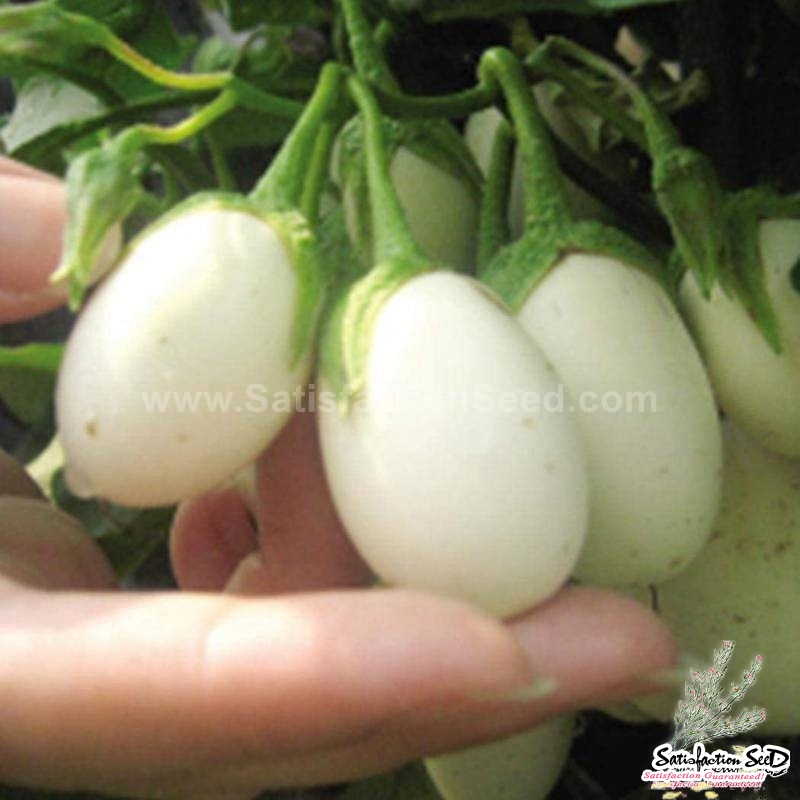 thai golden oblong egg eggplant seeds