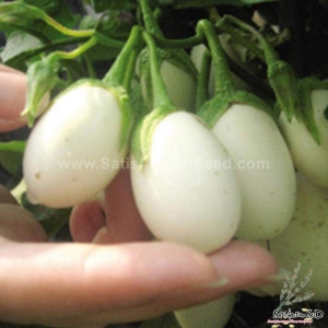 thai golden oblong egg eggplant seeds