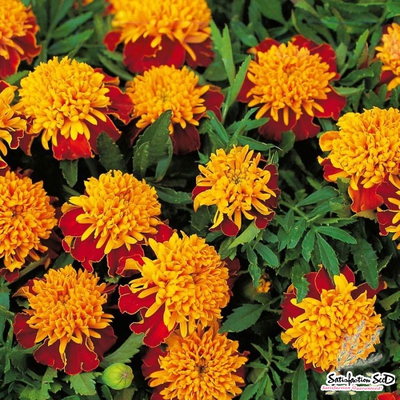 tiger eyes african marigold seeds