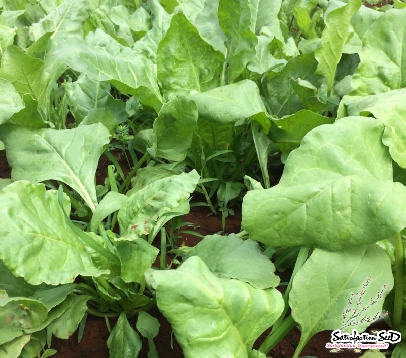 topnotch heat resistant spinach seeds