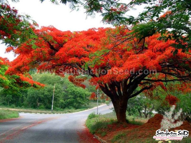 tree royal poinciana flame tree seeds