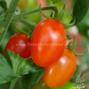 tropruby f1 tomato seeds