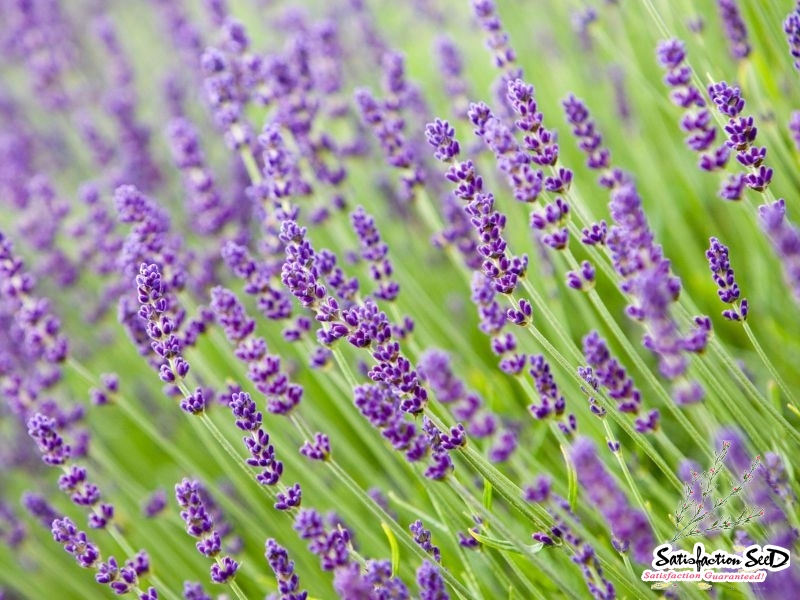 true lavender seeds