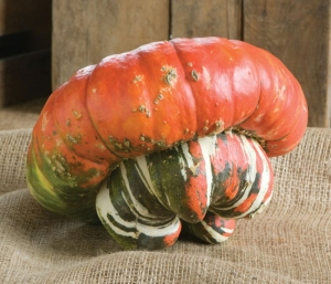 tuk turban gourd seeds