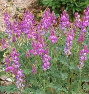 utah sweetvetch seeds