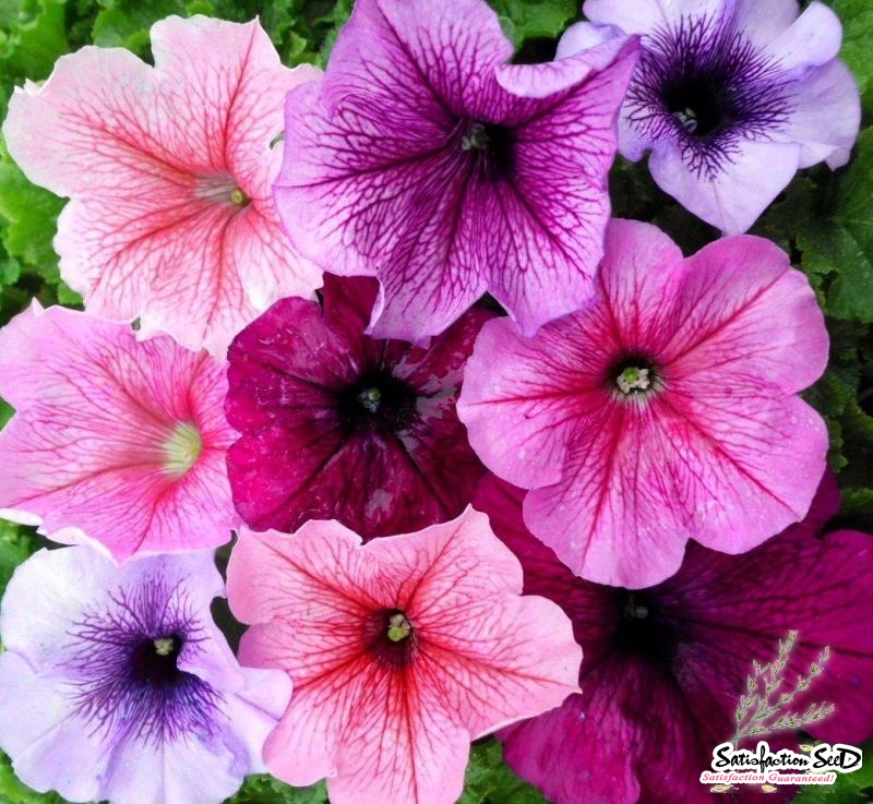 veined petunia seeds