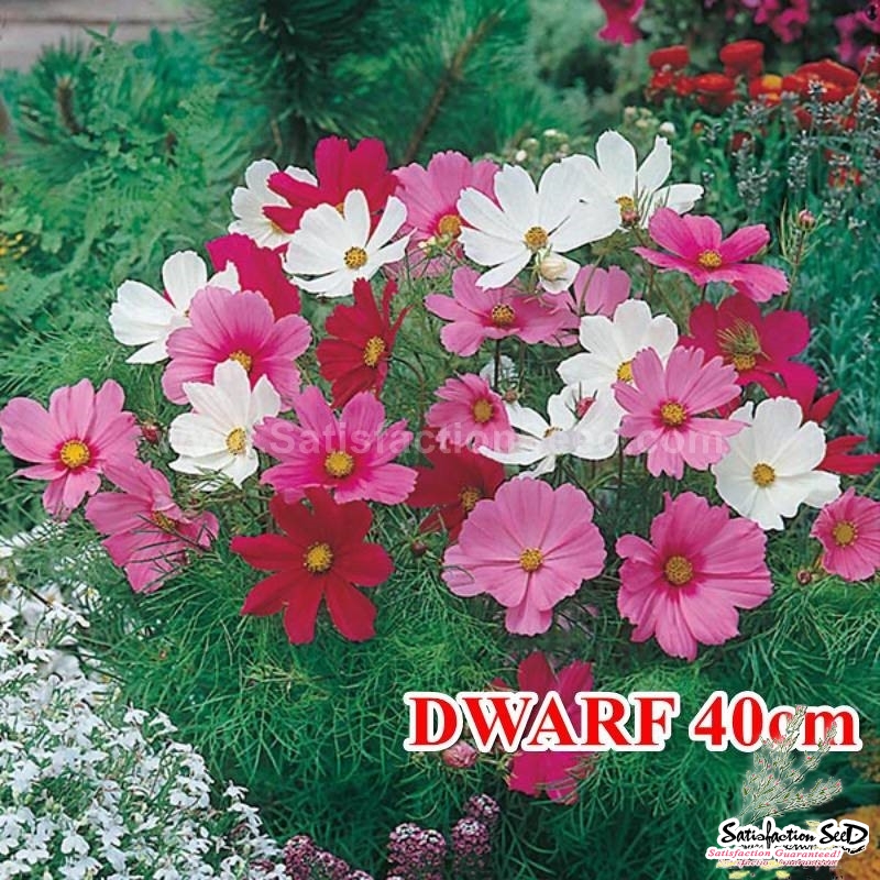 venice mix super dwarf cosmos seeds