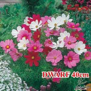 venice mix super dwarf cosmos seeds