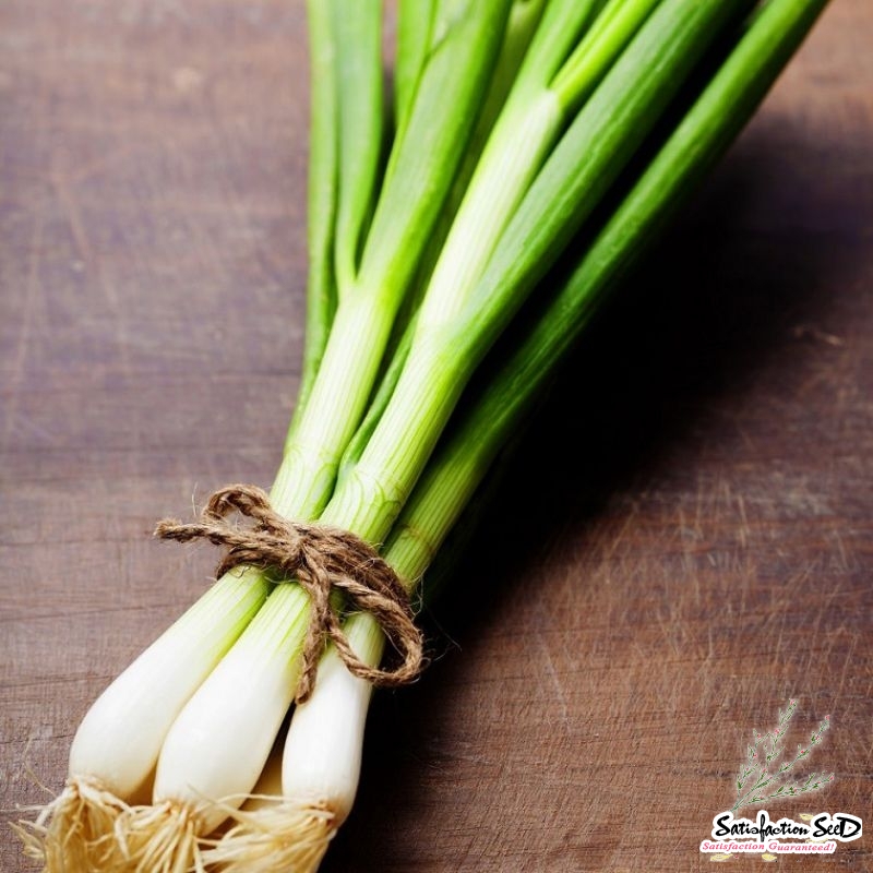 vietnamese fragrance bunching onion seeds