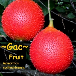 vietnamese gac melon seeds