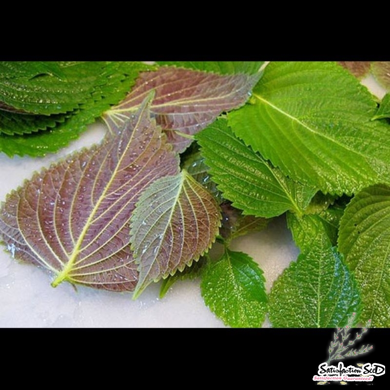 vietnamese perilla tia to beefsteak mint seeds