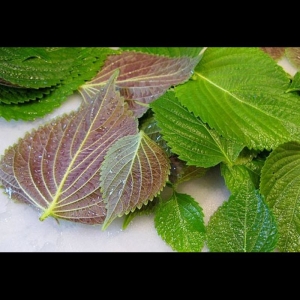 vietnamese perilla tia to beefsteak mint seeds