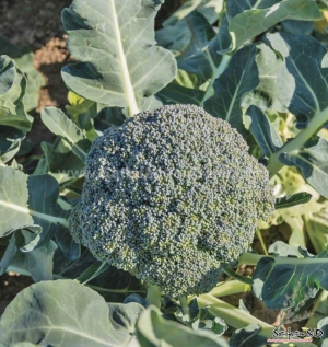 waltham broccoli seeds