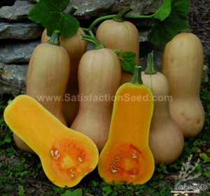 waltham butternut squash seeds