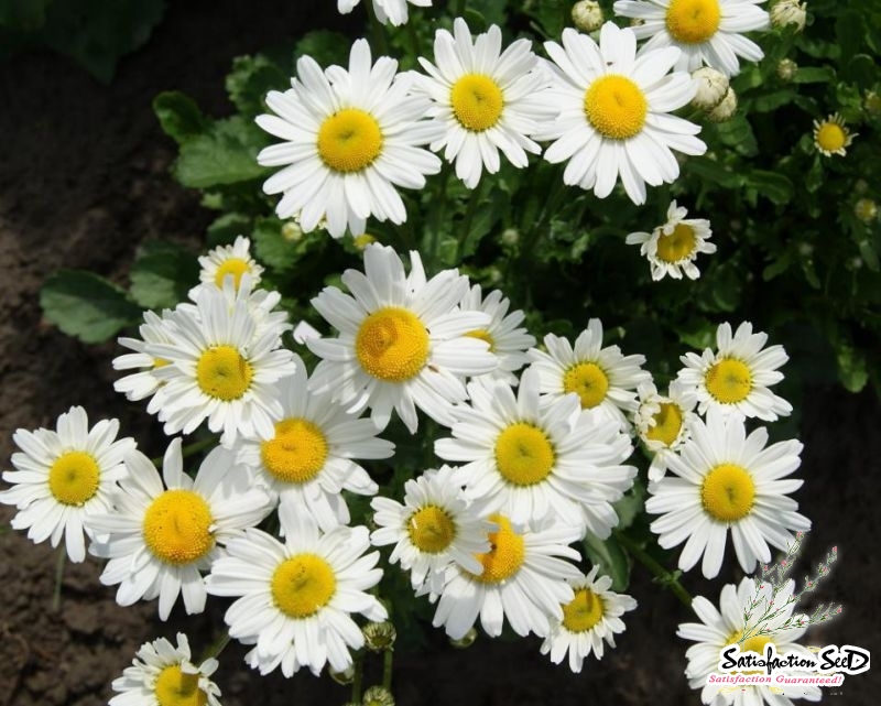 white breeze dwarf oxeye daisy seeds