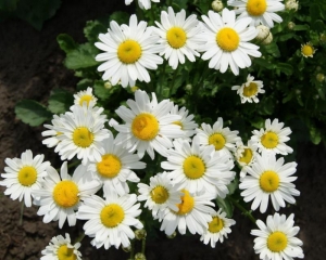 white breeze dwarf oxeye daisy seeds