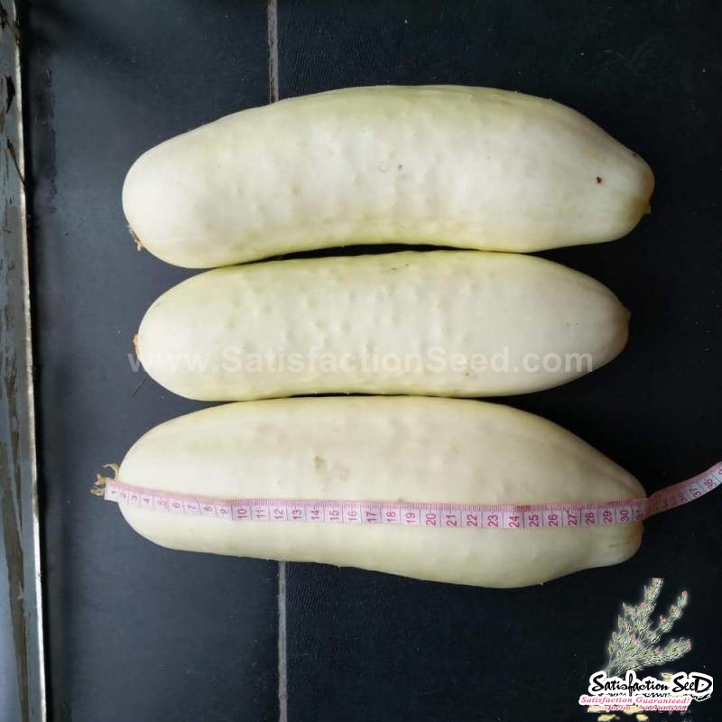 white cucumber seeds