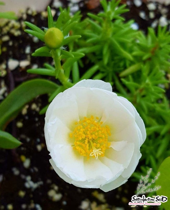 white extra double moss rose seeds