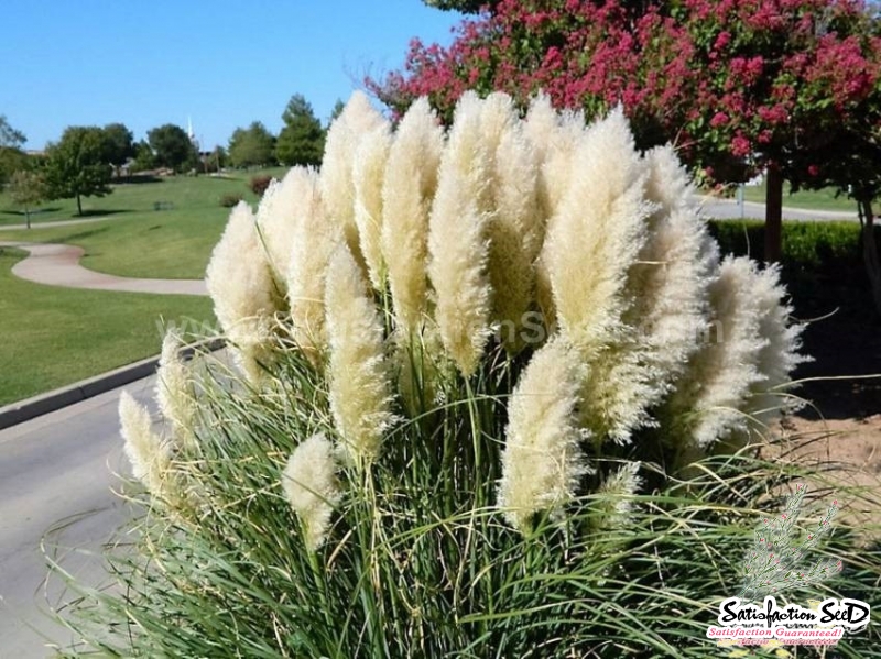 white pampas grass seeds