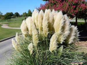 white pampas grass seeds