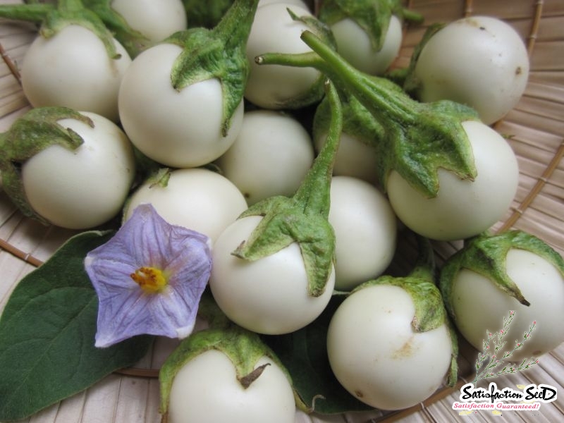 white round african eggplant seeds