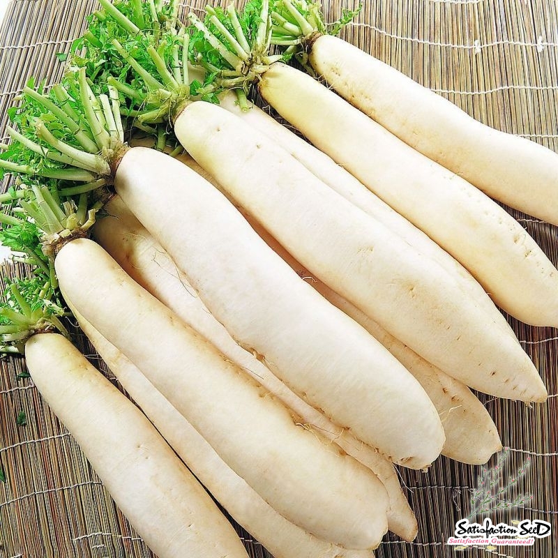 white seoul daikon radish seeds