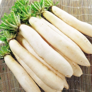 white seoul daikon radish seeds