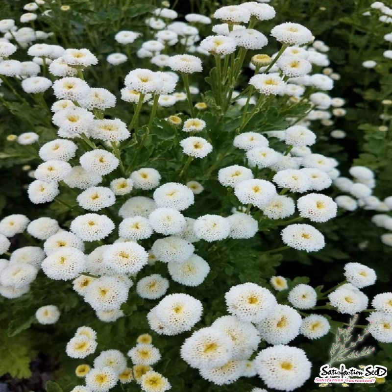 white snow ball matricaria tanacetum parthenium seeds