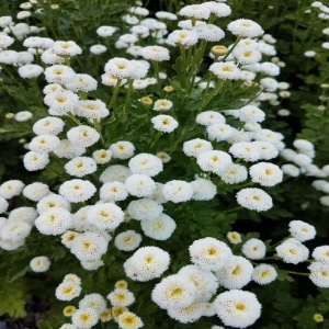 white snow ball matricaria tanacetum parthenium seeds