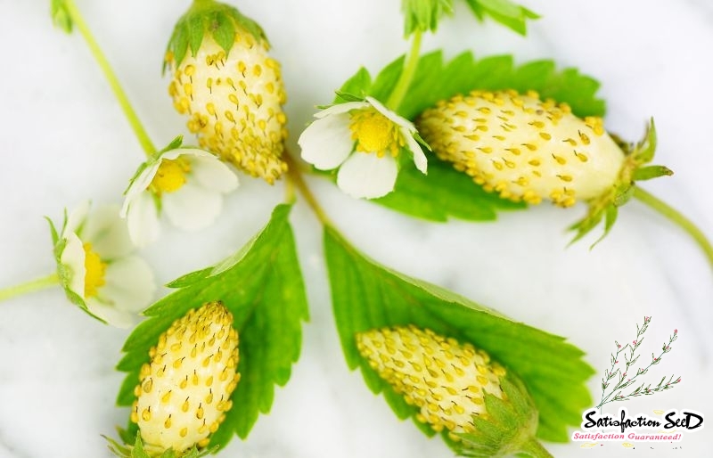 white soul alpine strawberry seeds