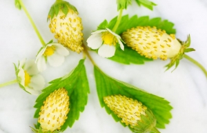 white soul alpine strawberry seeds