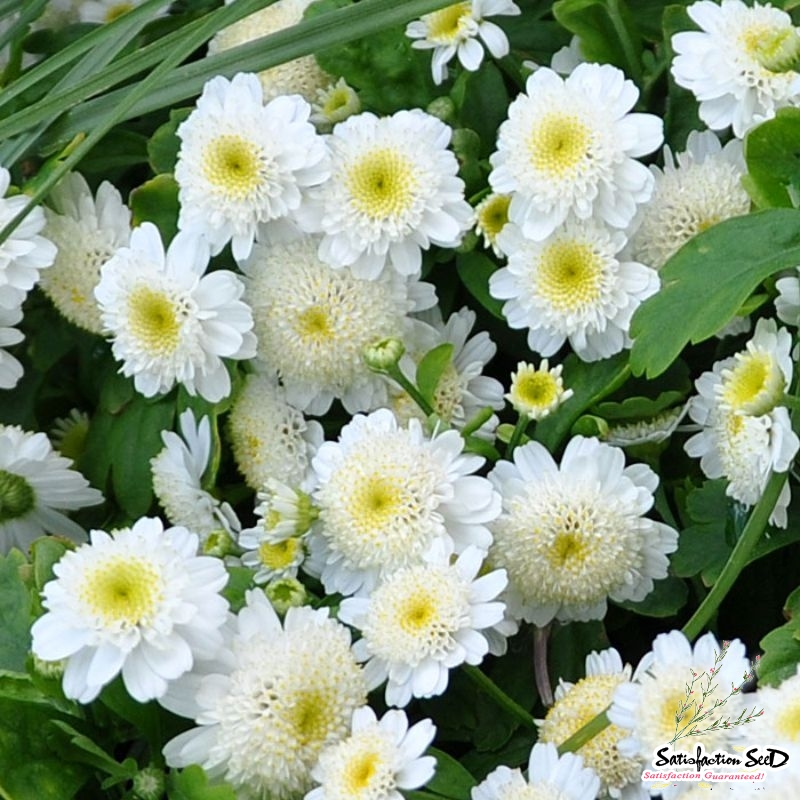 white star matricaria tanacetum parthenium seeds