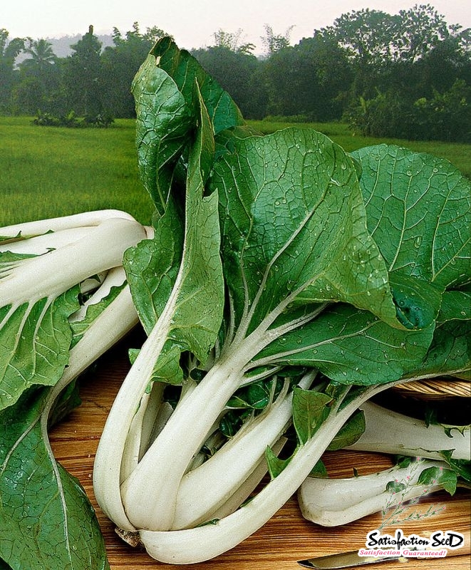 white stem pak choi seeds