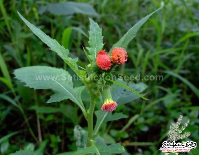 wild lettuce blumea lacera seeds