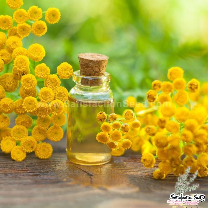 yellow button tansy flower seeds