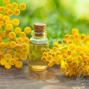 yellow button tansy flower seeds