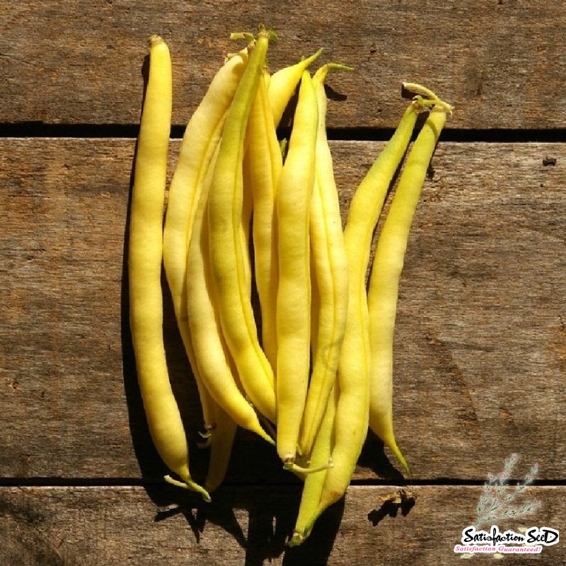 yellow cherokee bush bean seeds