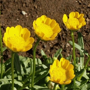 yellow daisy seeds