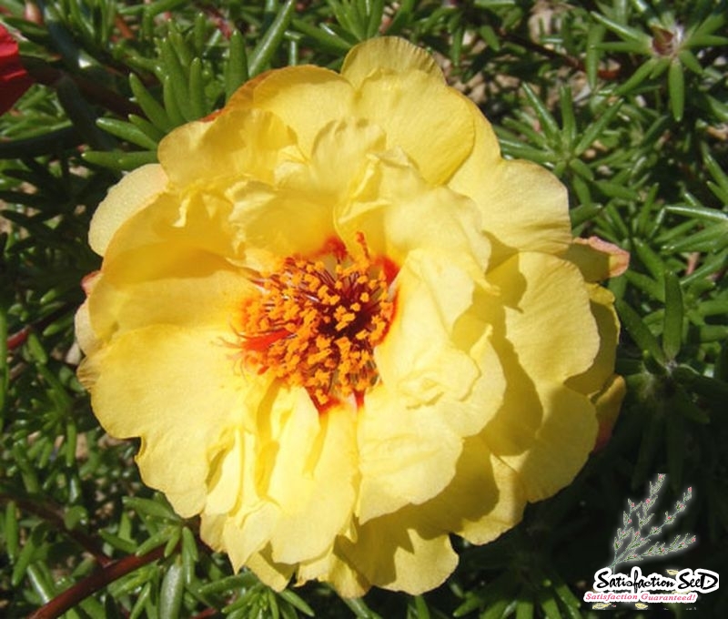 yellow extra double moss rose seeds