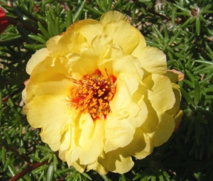 yellow extra double moss rose seeds