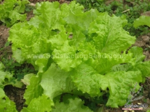 yellow frilled heat resistant lettuce seeds