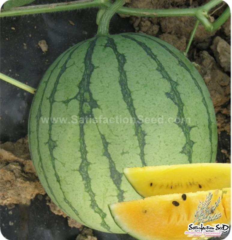 yellow moon f1 watermelon seeds